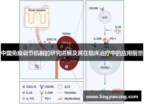 中国免疫调节机制的研究进展及其在临床治疗中的应用前景