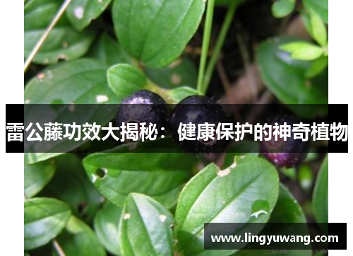 雷公藤功效大揭秘:健康保护的神奇植物 雷公藤功效大揭秘:健康保护的神奇植物