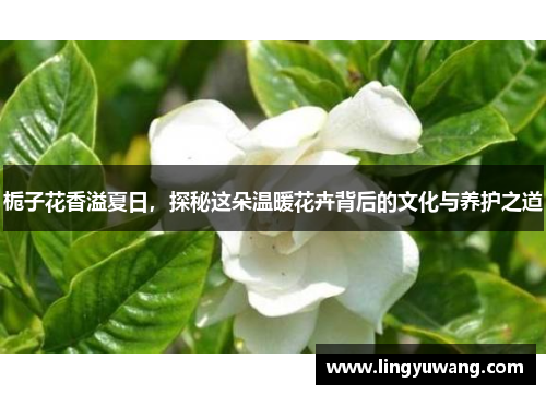 栀子花香溢夏日，探秘这朵温暖花卉背后的文化与养护之道