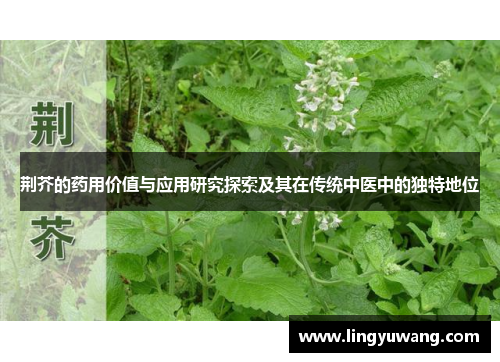 荆芥的药用价值与应用研究探索及其在传统中医中的独特地位